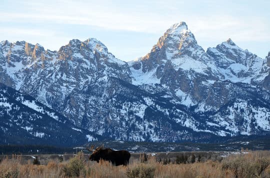 Tetons-and-Moose-Ruane