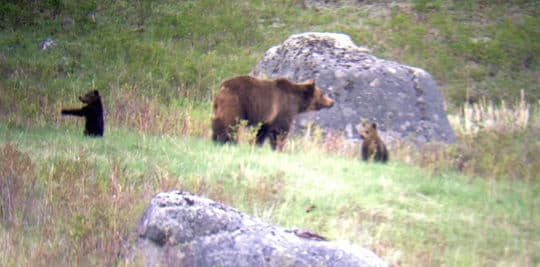 Tetons-grizzly-bears-ruane