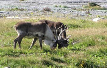 Newfoundland-Port-Aux-Choix-caribous