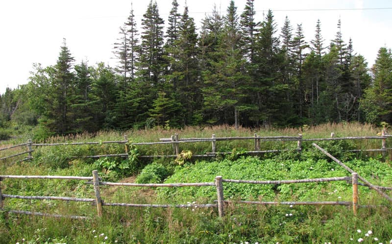 Newfoundland-roadway-gardens