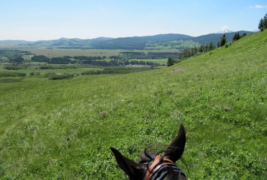 horse-camping-sw-alberta