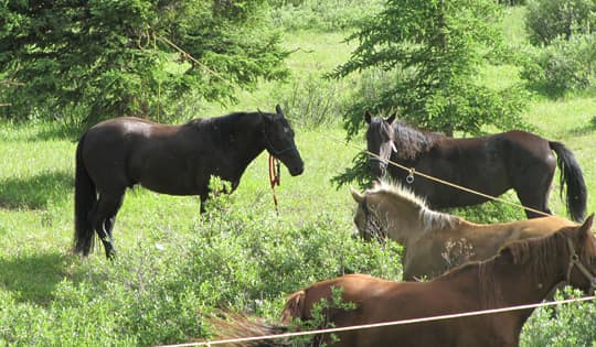 horse-camping-tether-high-line-2