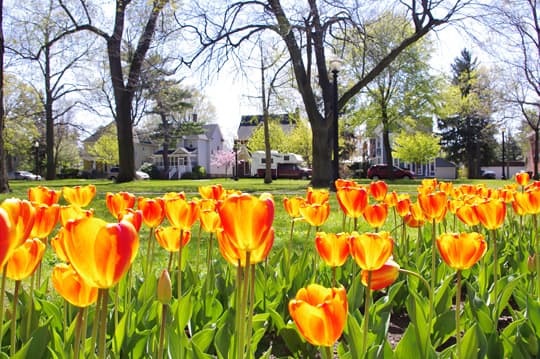 family-camps-Holland-Michigan-Tulip-Festival