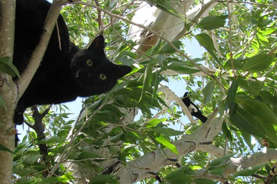 family-camps-Sophie-Battles-the--Magpie-and-Loses