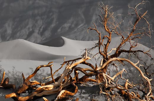 tc650-northstar-death-valley-tree