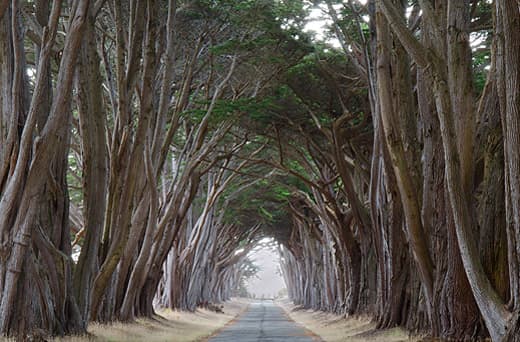 tc650-northstar-pt-reyes-tree-canopy