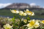 family-camps-Beartooth-Butte