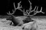 photography-3-elk-prarrie-creek