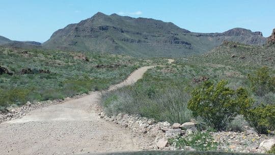 two-track-road-big-bend-state-park