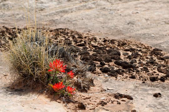 white-rim-trail-25