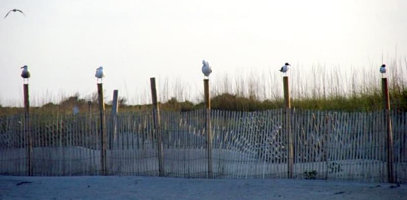 Outer Banks Dunes