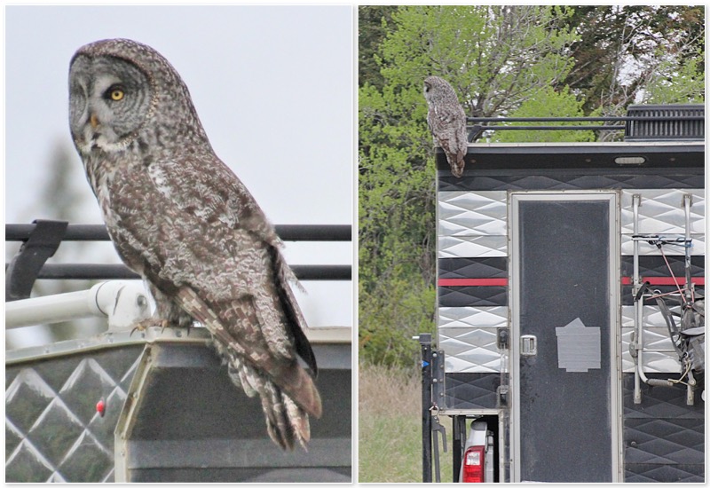 Owls on Capri Camper