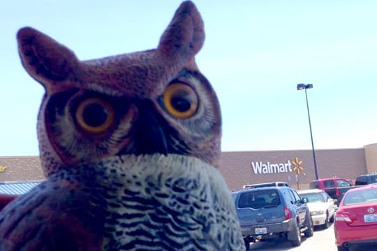 Palomino-pop-up-beach-owl-walmart