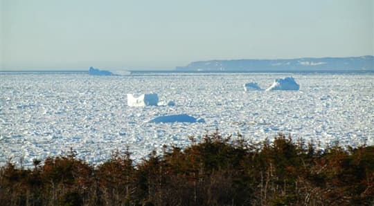 labrador-newfoundland-16