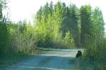 Ontario-bears-3