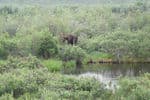 Yukon-large-moose-10