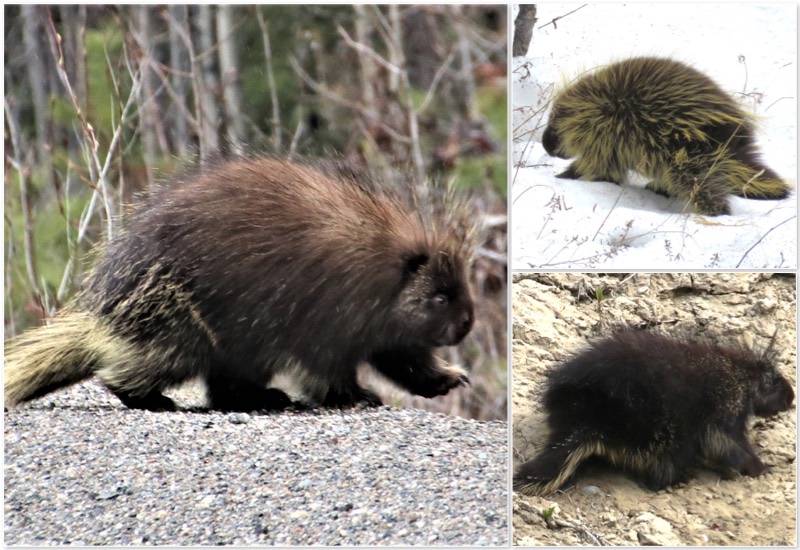 Photographing Porcupines in the northwest