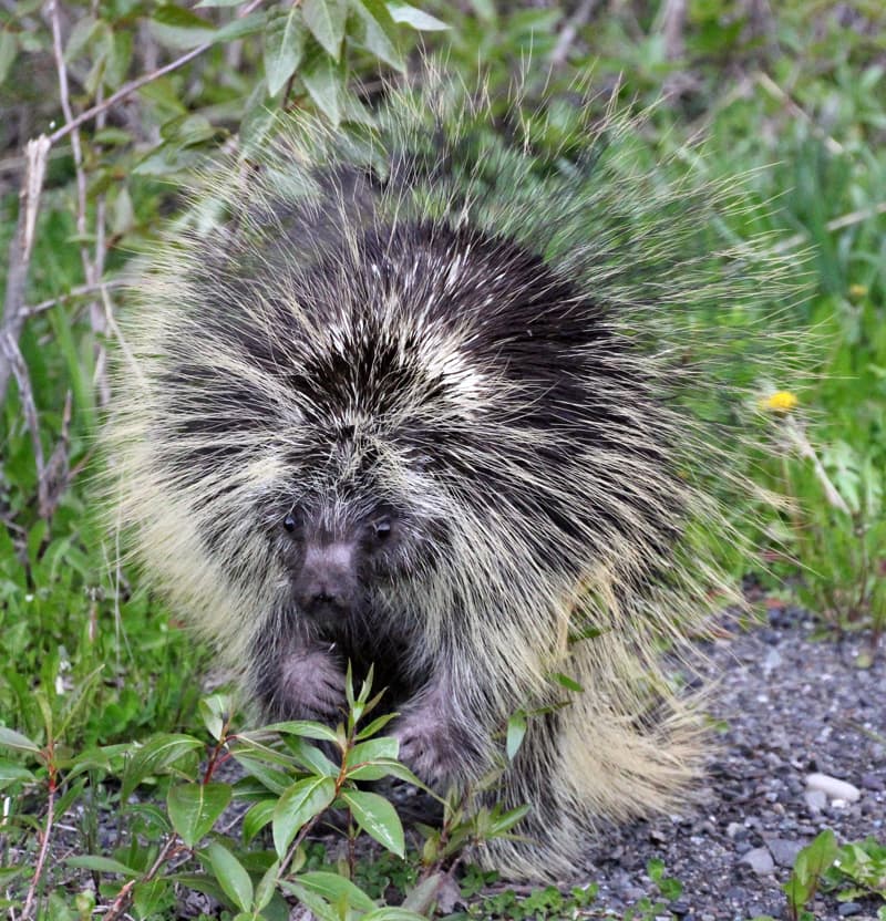 Porcupine Hwy 33A near Meziaden Junction, BC