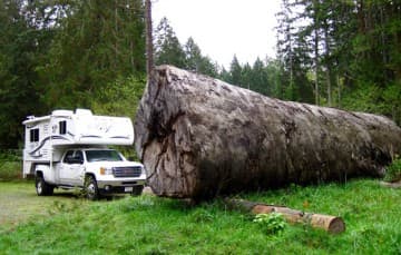 Port-Alberni-tree-Vancouver-Island