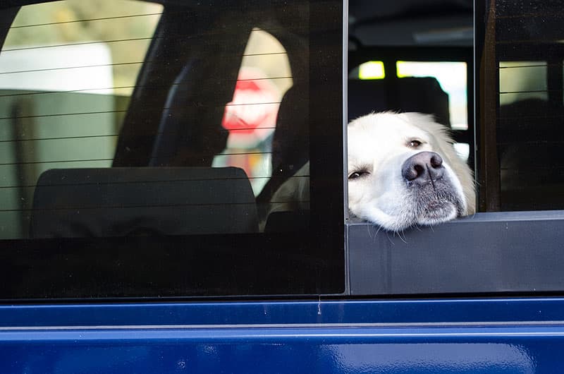 Preston in the truck on the road trip out