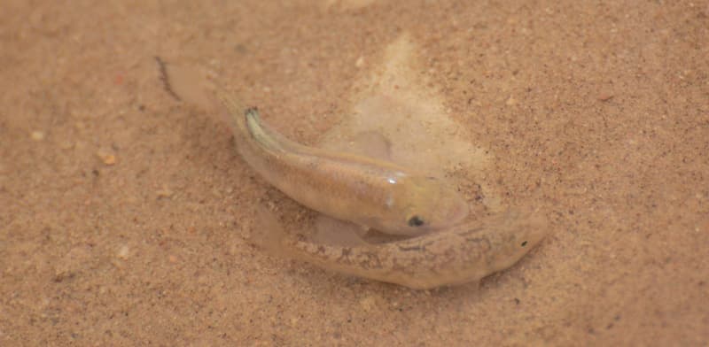 Pupfish in Death Valley