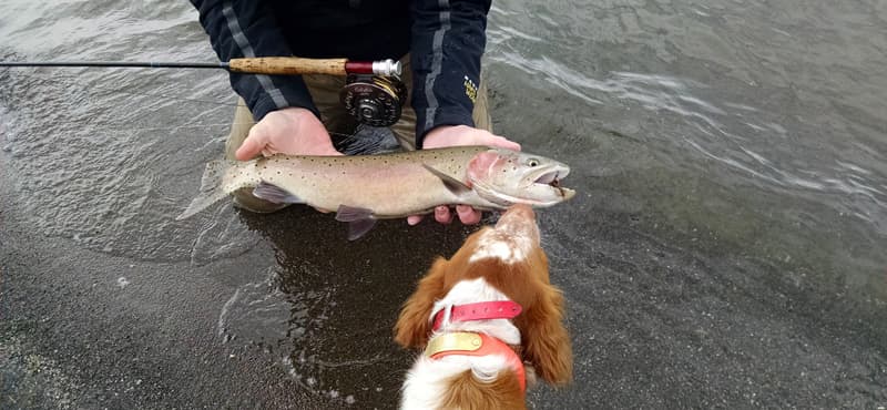 Pyramid Lake Lahontan Cutthroat Trout