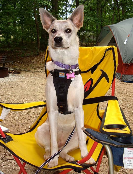 dogs camping Riley chair sit 1