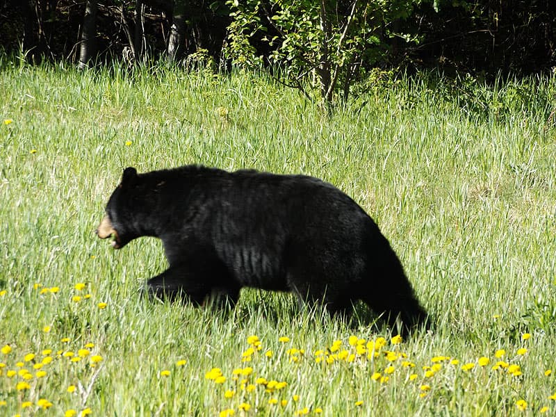 bear in Alberta