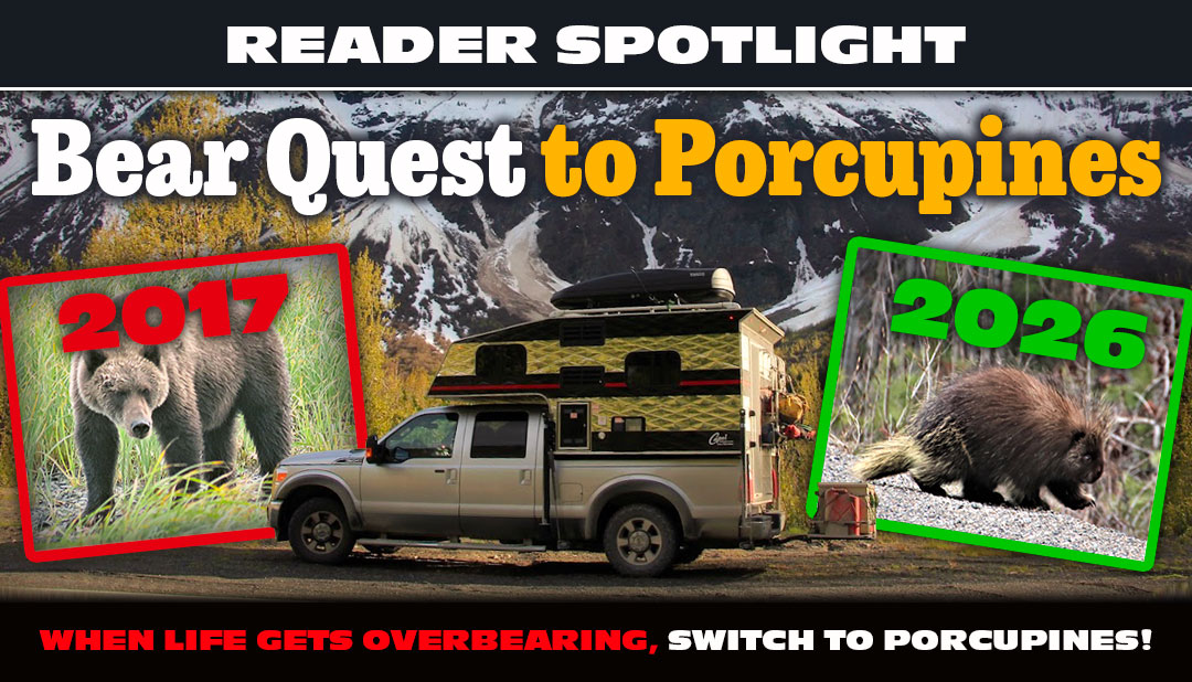 Bear Quest To Photographing Porcupines