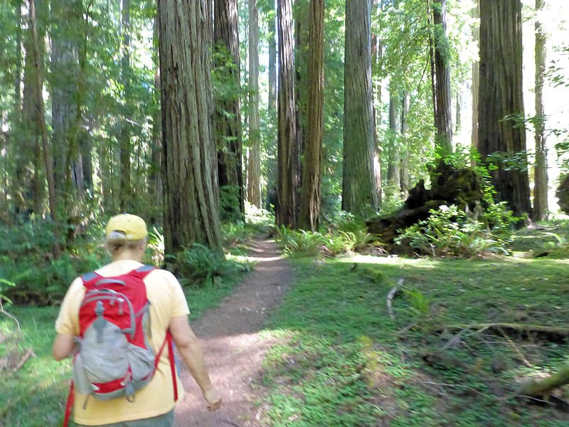 Redwoods , Founders Grove hike