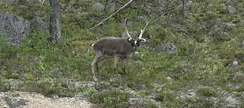 Reindeer In Europe