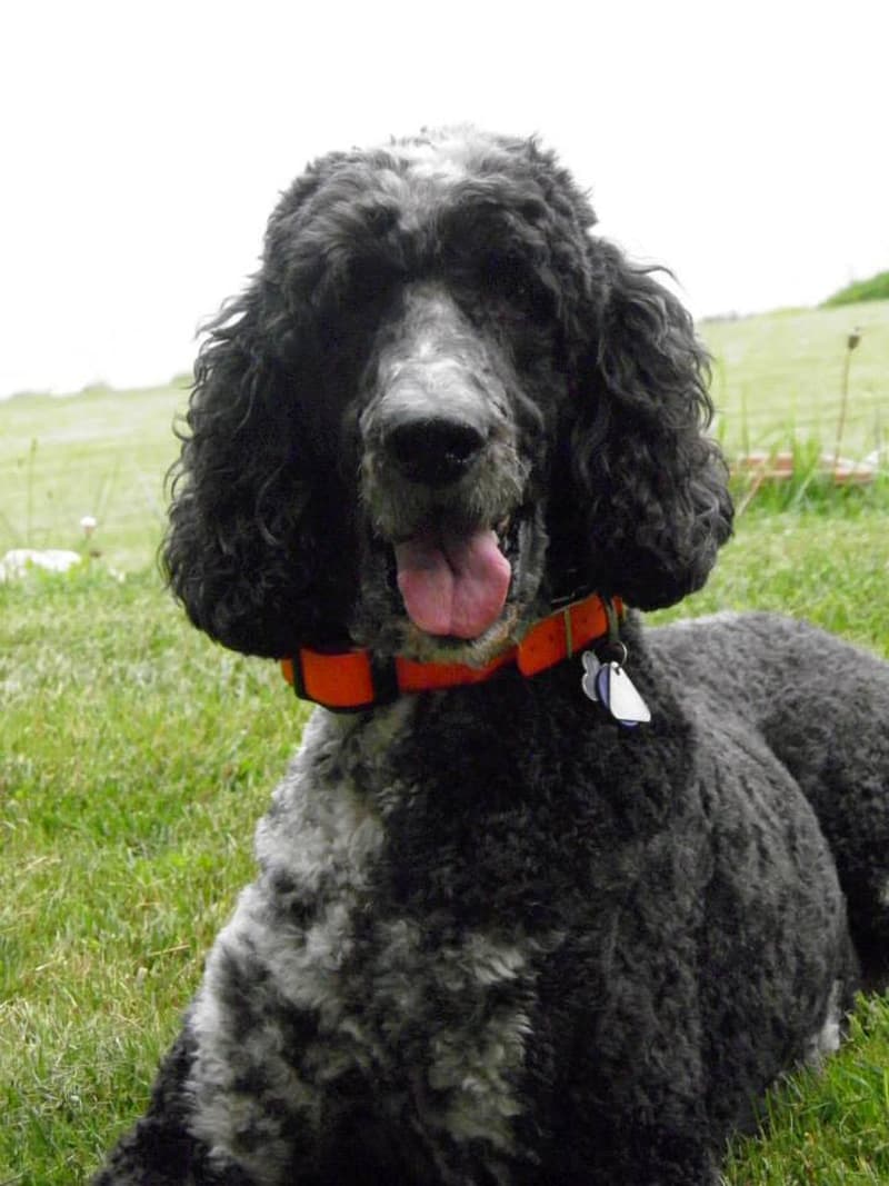 Rugby is a Standard Poodle