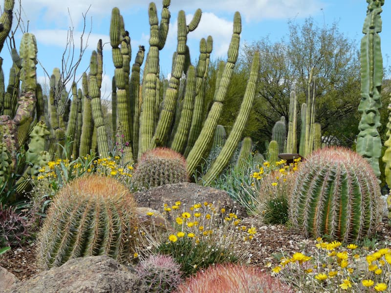 Saguaro National Park, Arizona