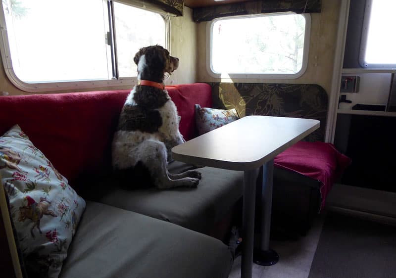 Salmon River Near Riggins Idaho Dogs Camper