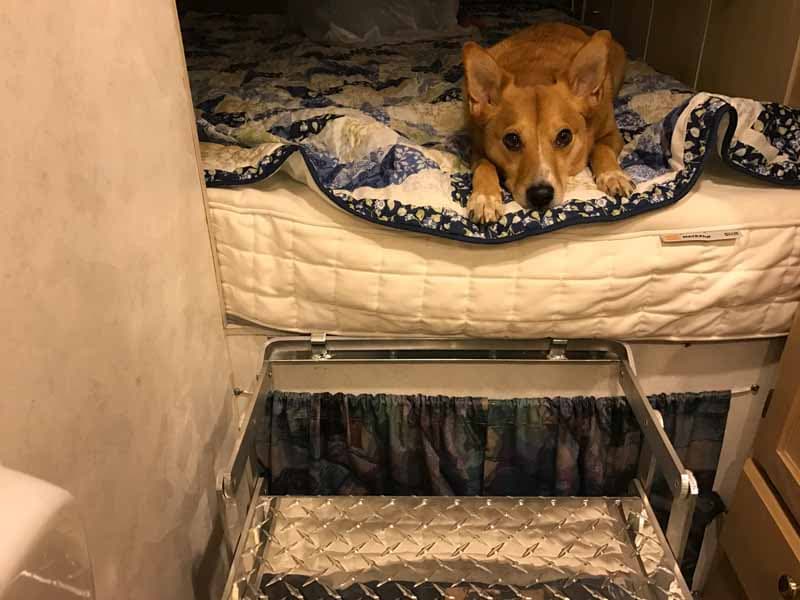 Dog having trouble getting out of bed