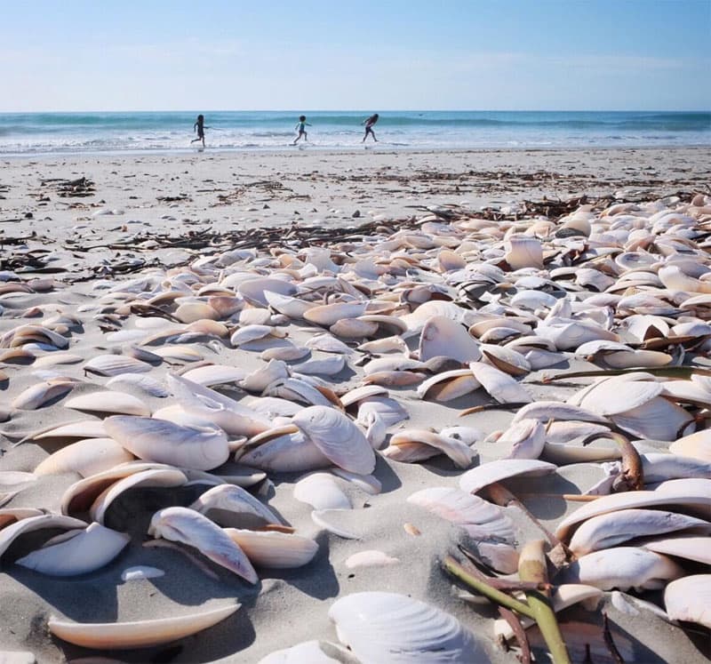 Shells looking at the Pacific Ocean