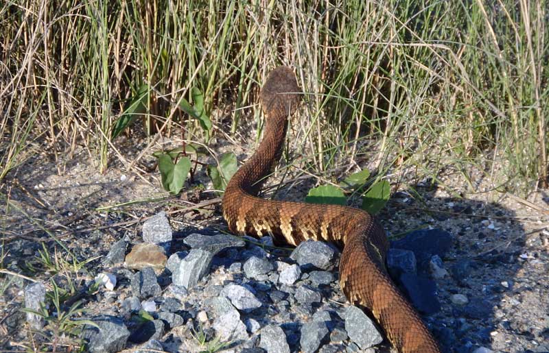 Snake Outer Banks