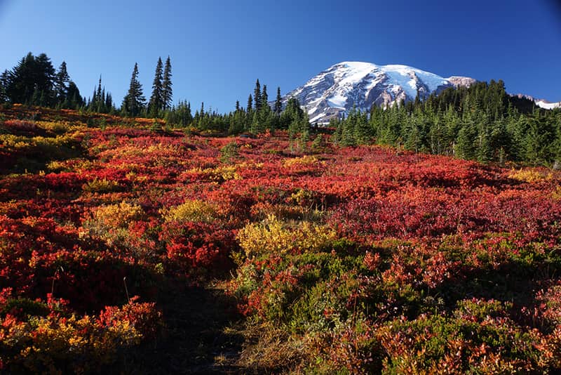 Washington Mt Rainier