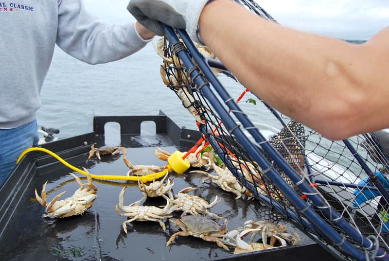 Sorting table on boat for crabs