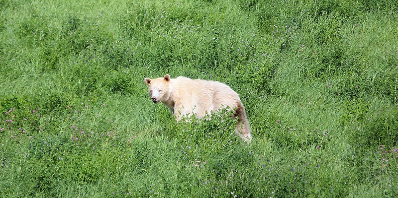 Spirit Bear Also Called A Kermode Bear 10 Miles West Of Kitwanga British Columbia