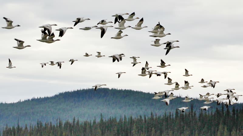 Swan Haven Marsh Lake Yukon flying Trumpeter Swans