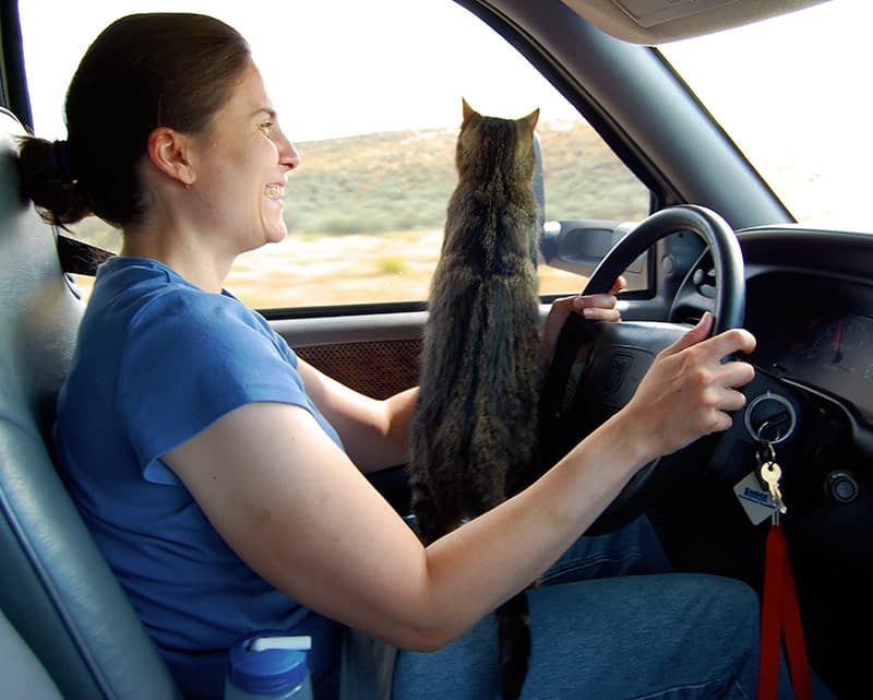 Harley Cat Drives The Truck