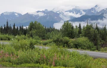 The-Cassiar-Highway-largest-Huckleberry-Patch-in-British-Columbia