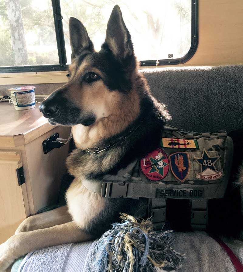 Dog in his truck camper