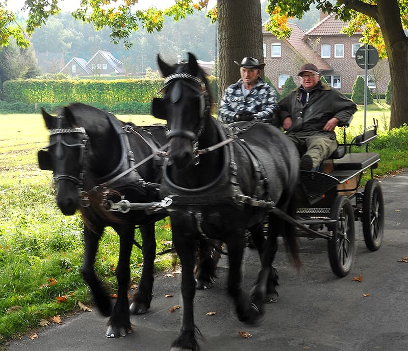  Esterwegen horses Germany