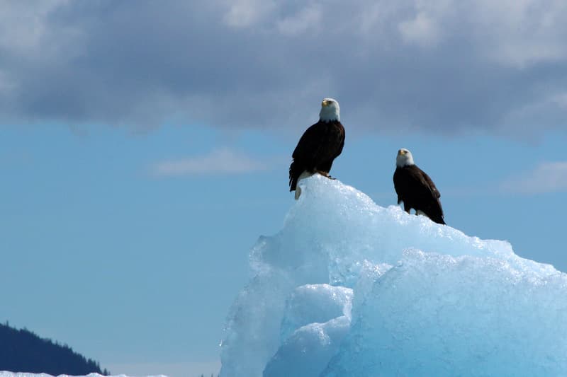 Tracy Arm Fjord eagles, Juneau, Alaska