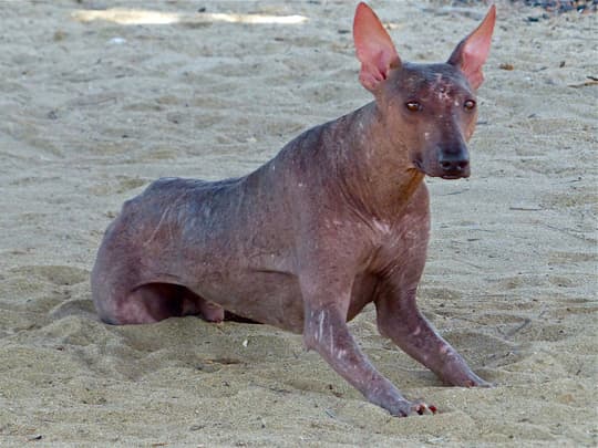 south-america-hairless-dog