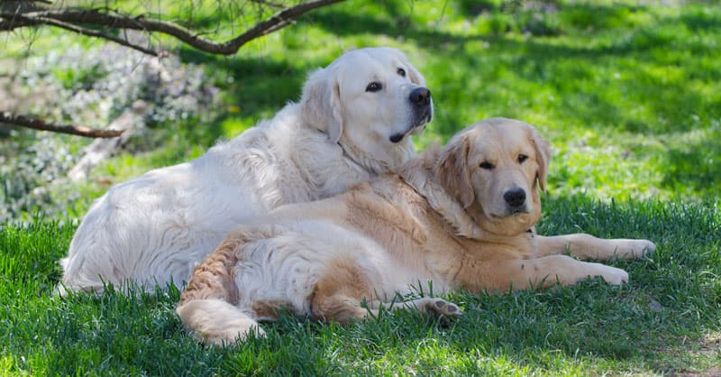 Truck camping golden retrievers