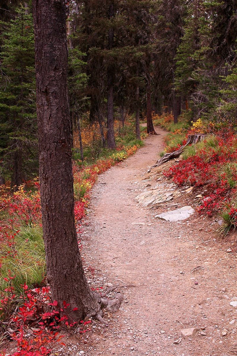 Two Medicine Trail, Glacier National Park