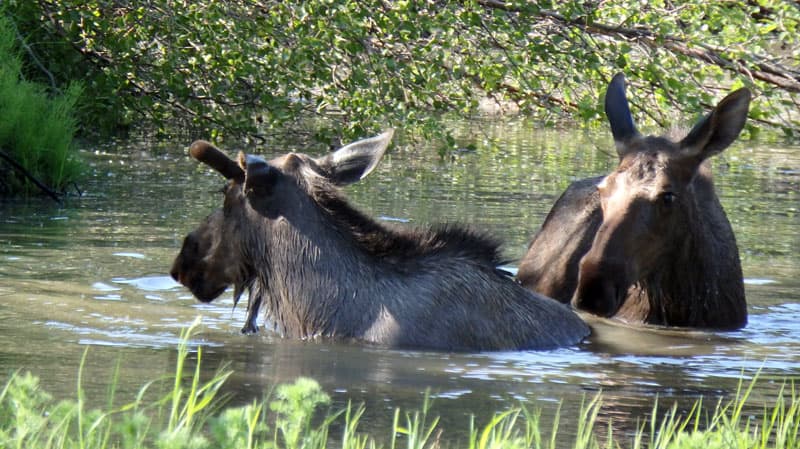 Moose in Chicken, Alaska